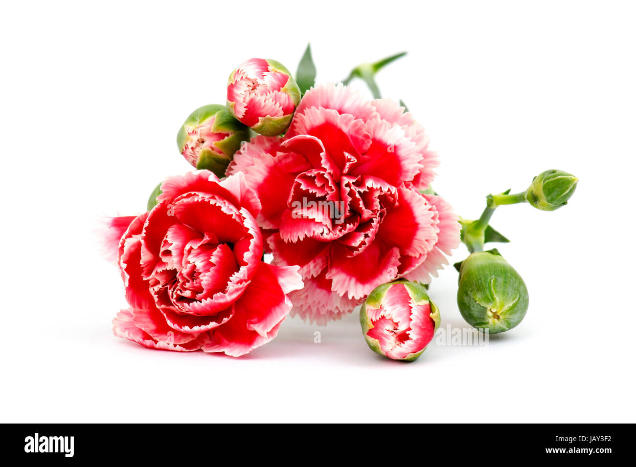 Carnations on white background Stock Photo - Alamy