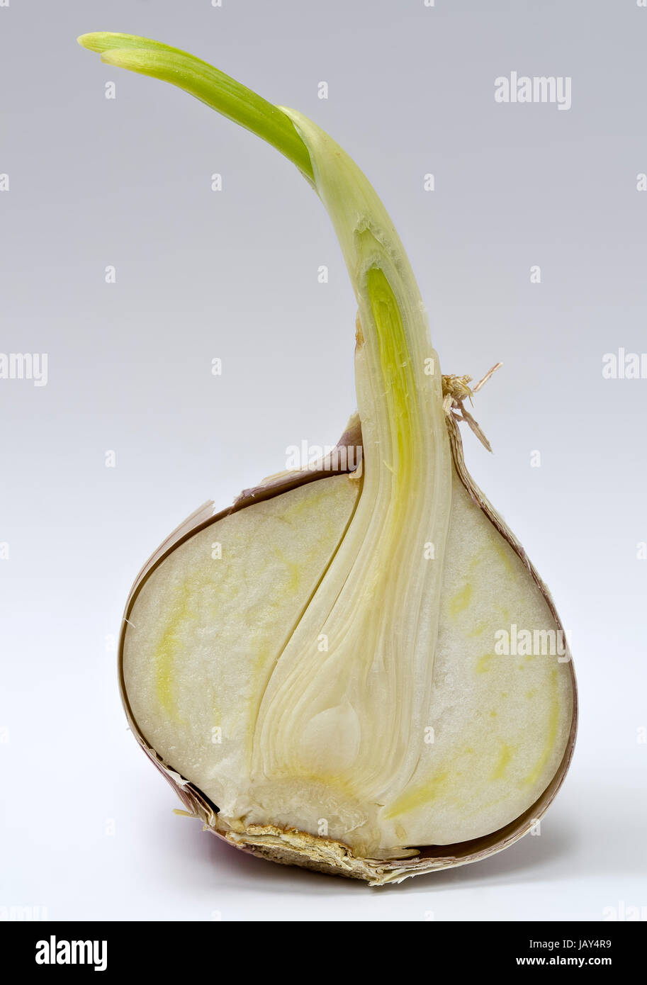 Schnittfläche eines gekeimten chinesischen Knoblauchs; cut surface of a germed chinese garlic Stock Photo