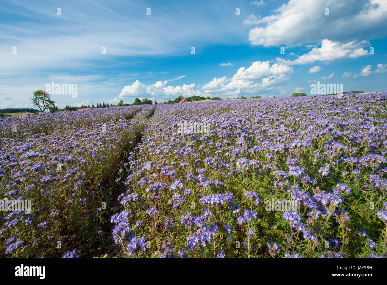 Field Of Blooming Lacy Phacelia Phacelia Tanacetifolia At A Beautiful field-of-blooming-lacy-phacelia-phacelia-tanacetifolia-at-a-beautiful
