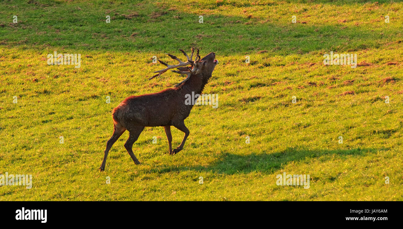 Röhrender Rothirsch Stock Photo