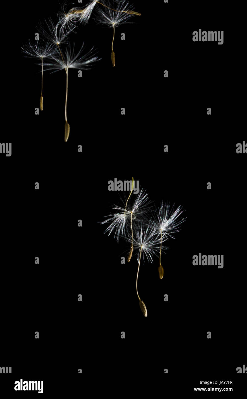 Dandelion Seeds Floating Free Stock Photo Alamy