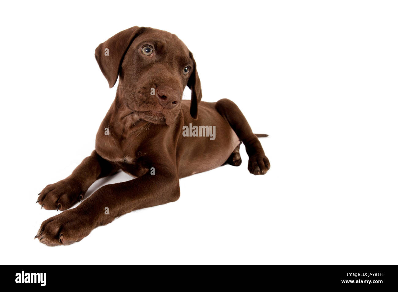 German shorthaired pointer isolated on white background with space for text  Stock Photo - Alamy