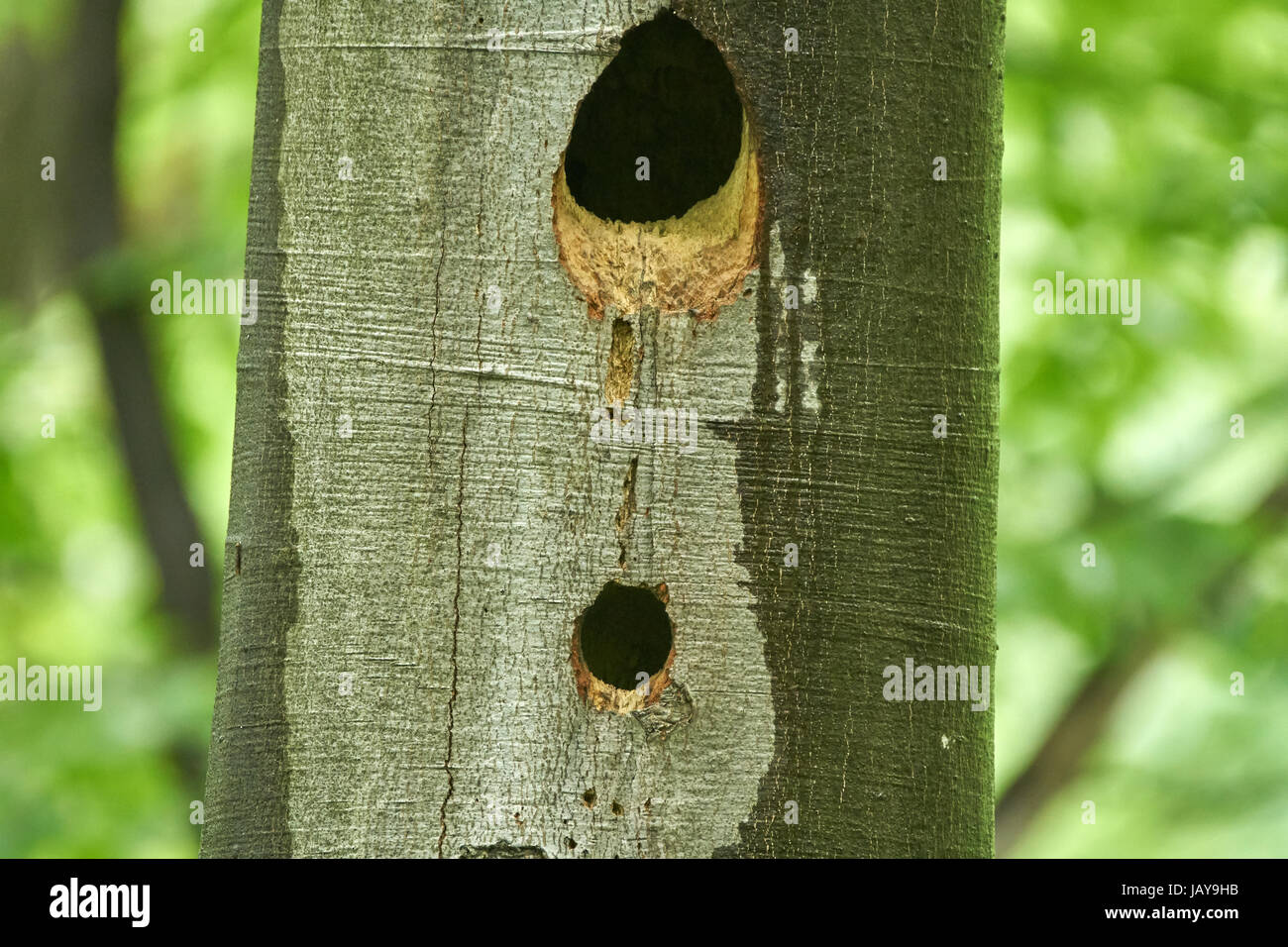 Nests in hollow trees hires stock photography and images Alamy