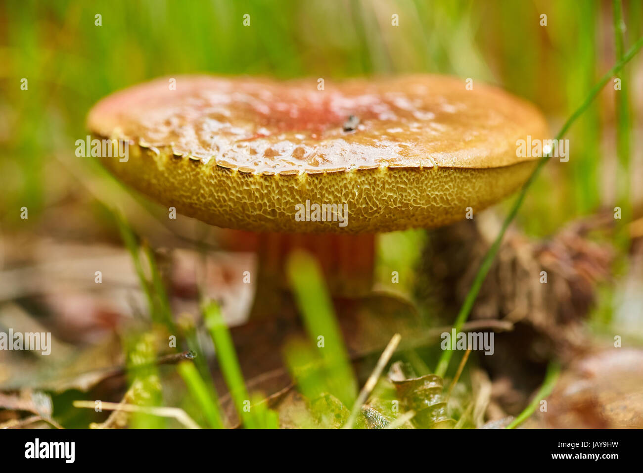 Devil's bolete (Boletus Satanas), poisonous mushroom in the forest Stock Photo