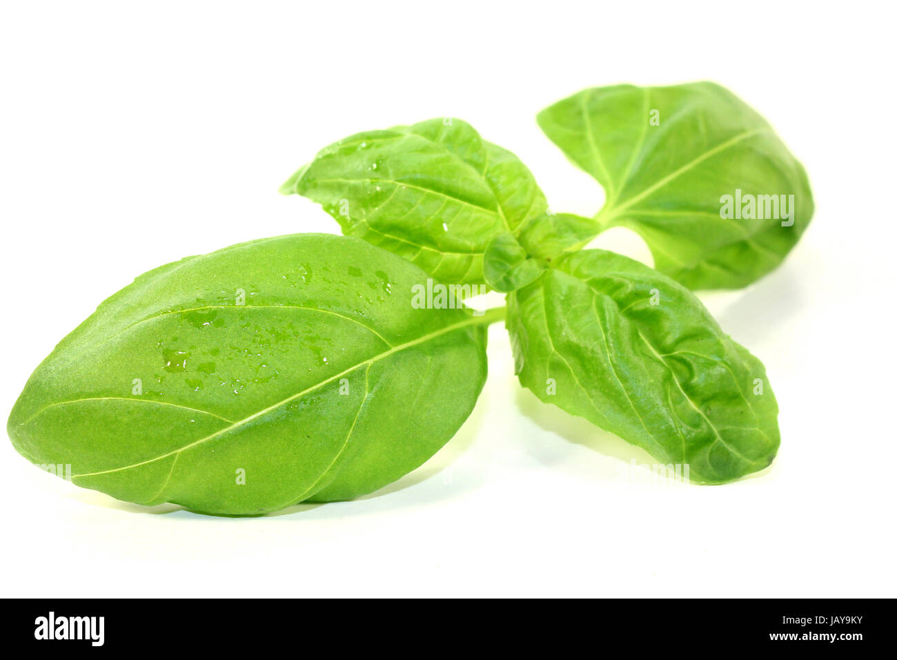 frischer Basilikum vor weißem Hintergrund Stock Photo - Alamy