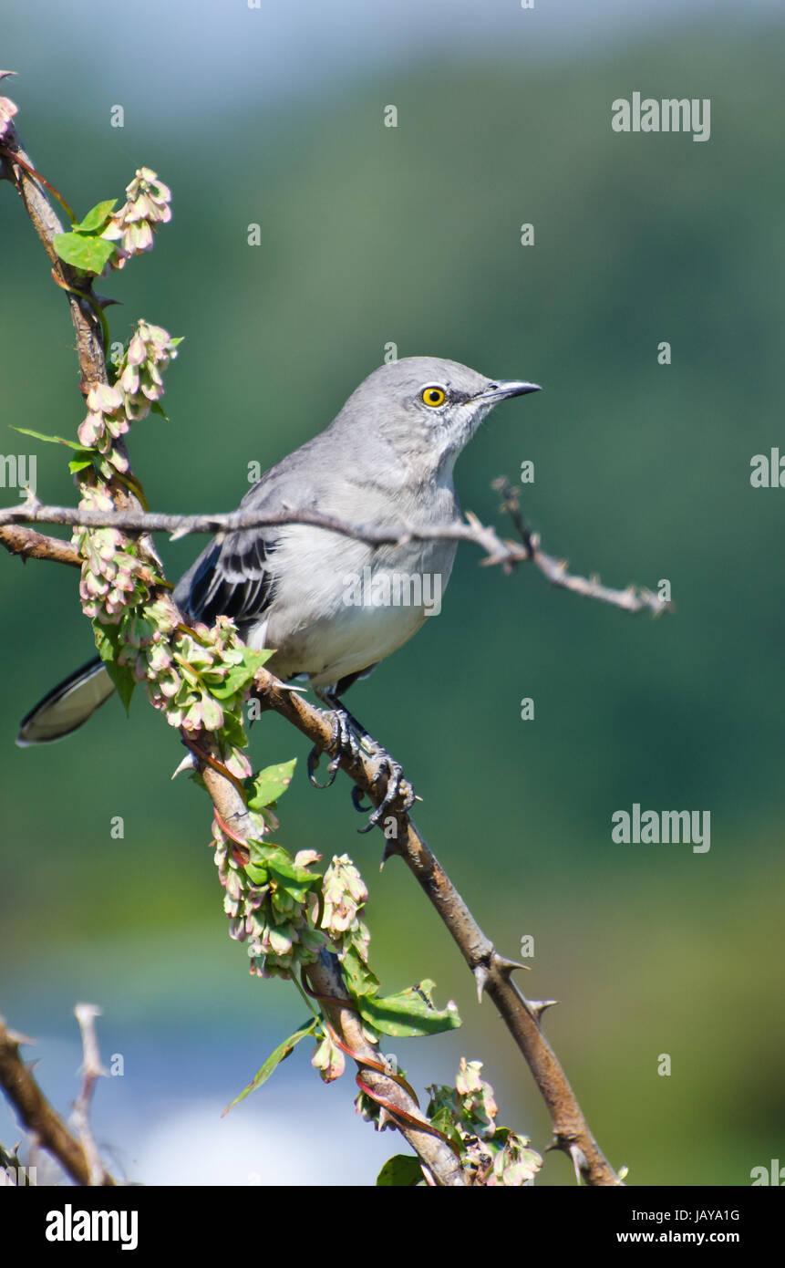Mocking Bird Tree Northern Mockingbird Perched in a Tree Stock Photo - Alamy