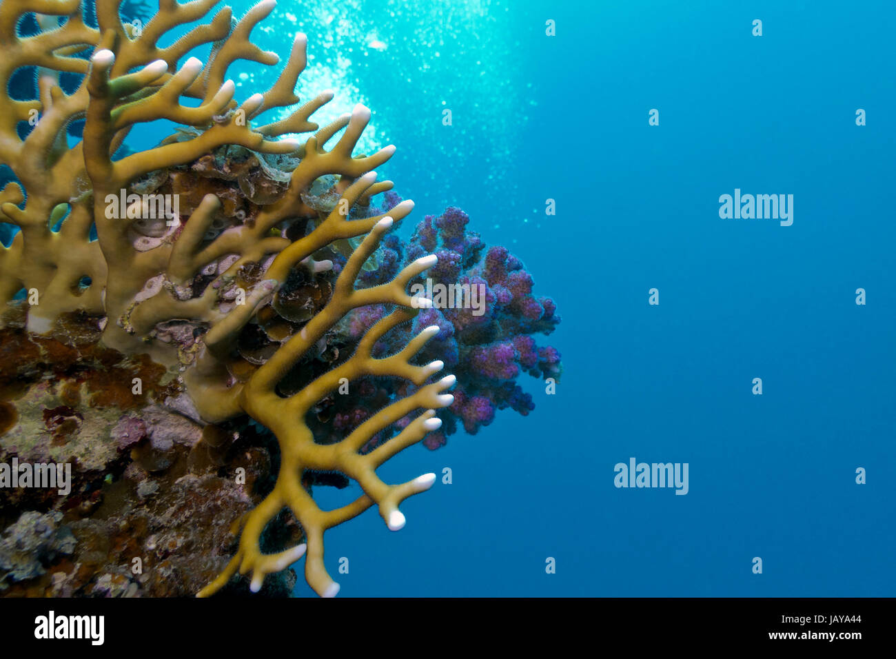 coral reef with hard corals on the bottom of red sea Stock Photo