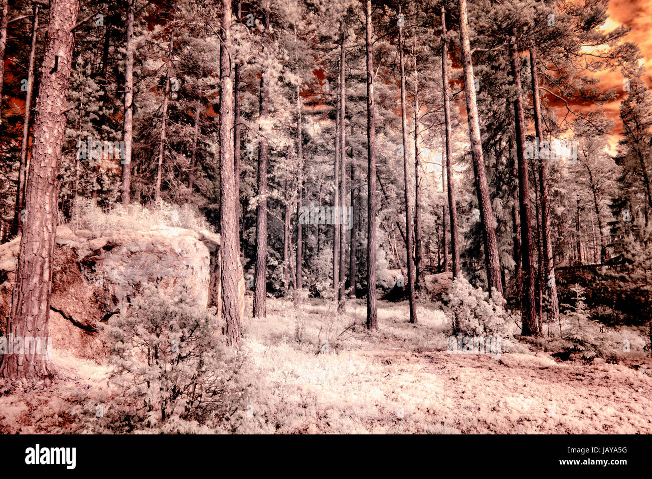 Swedish forest through IR filter Stock Photo