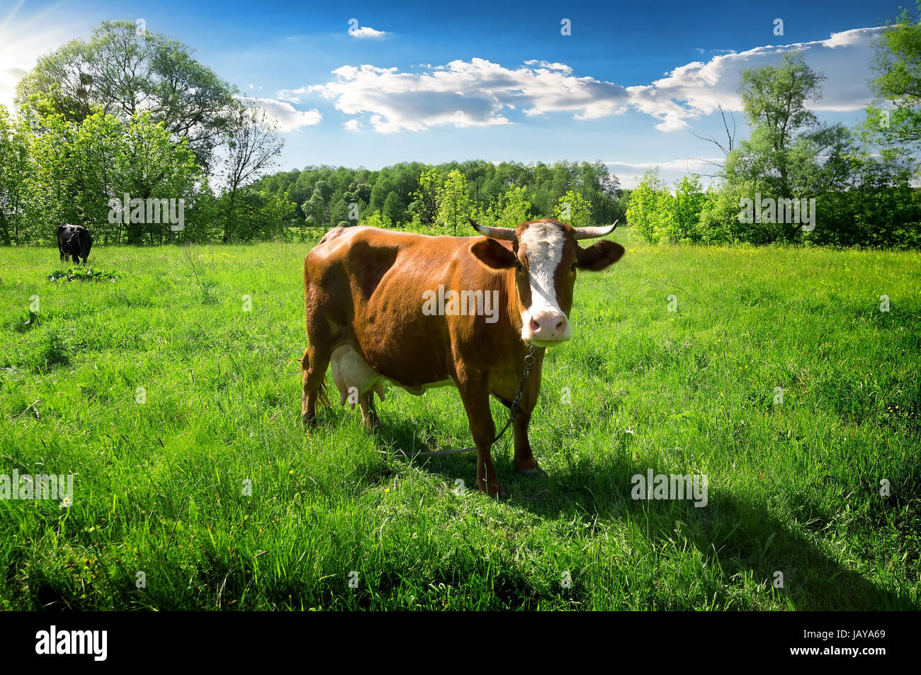 Herd of cows at summer green field Stock Photo - Alamy