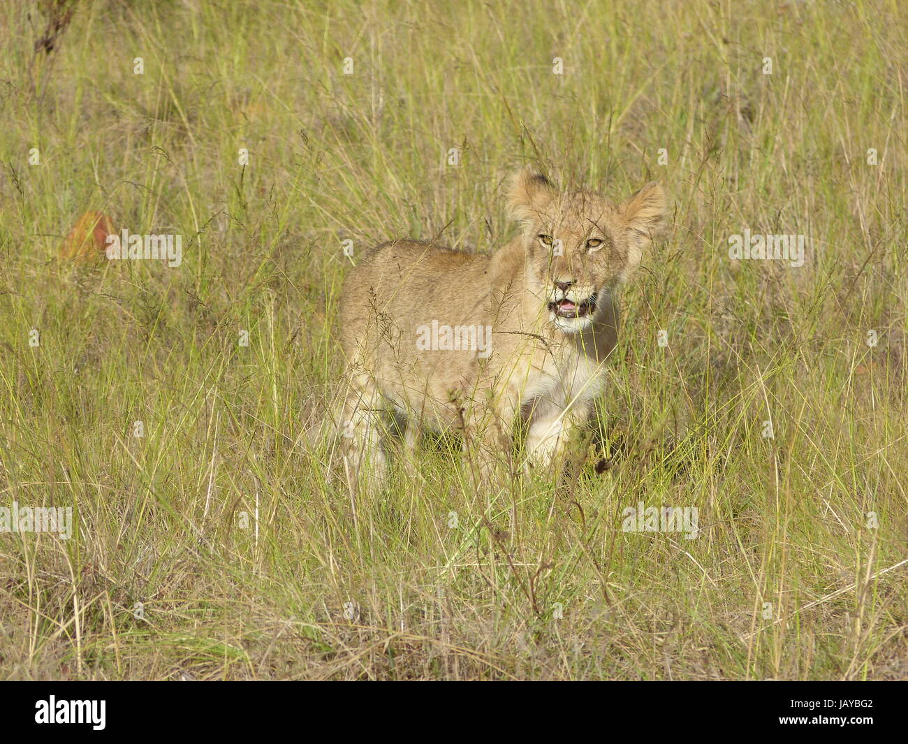safari löwenbaby Stock Photo