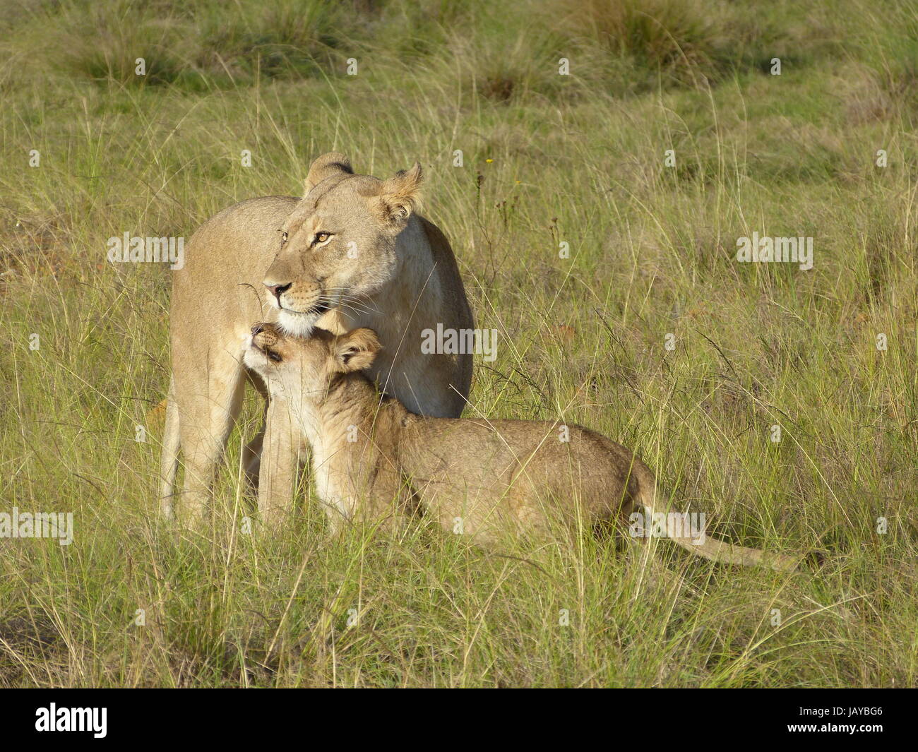 mutter und kind löwenbaby Stock Photo