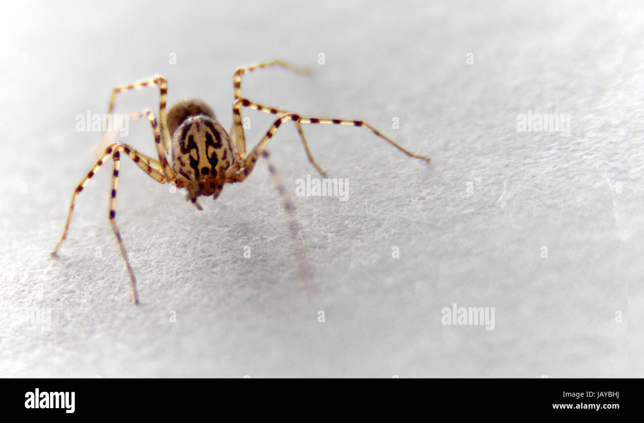 legs leaf Stock Photo Alamy