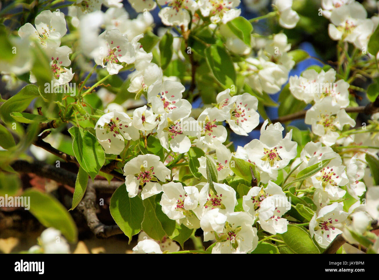Birnbaum garten hires stock photography and images Alamy