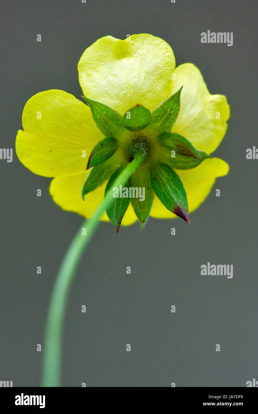 rear macro close up of a yellow geum urbanum rosacee leguminose  in grey background Stock Photo