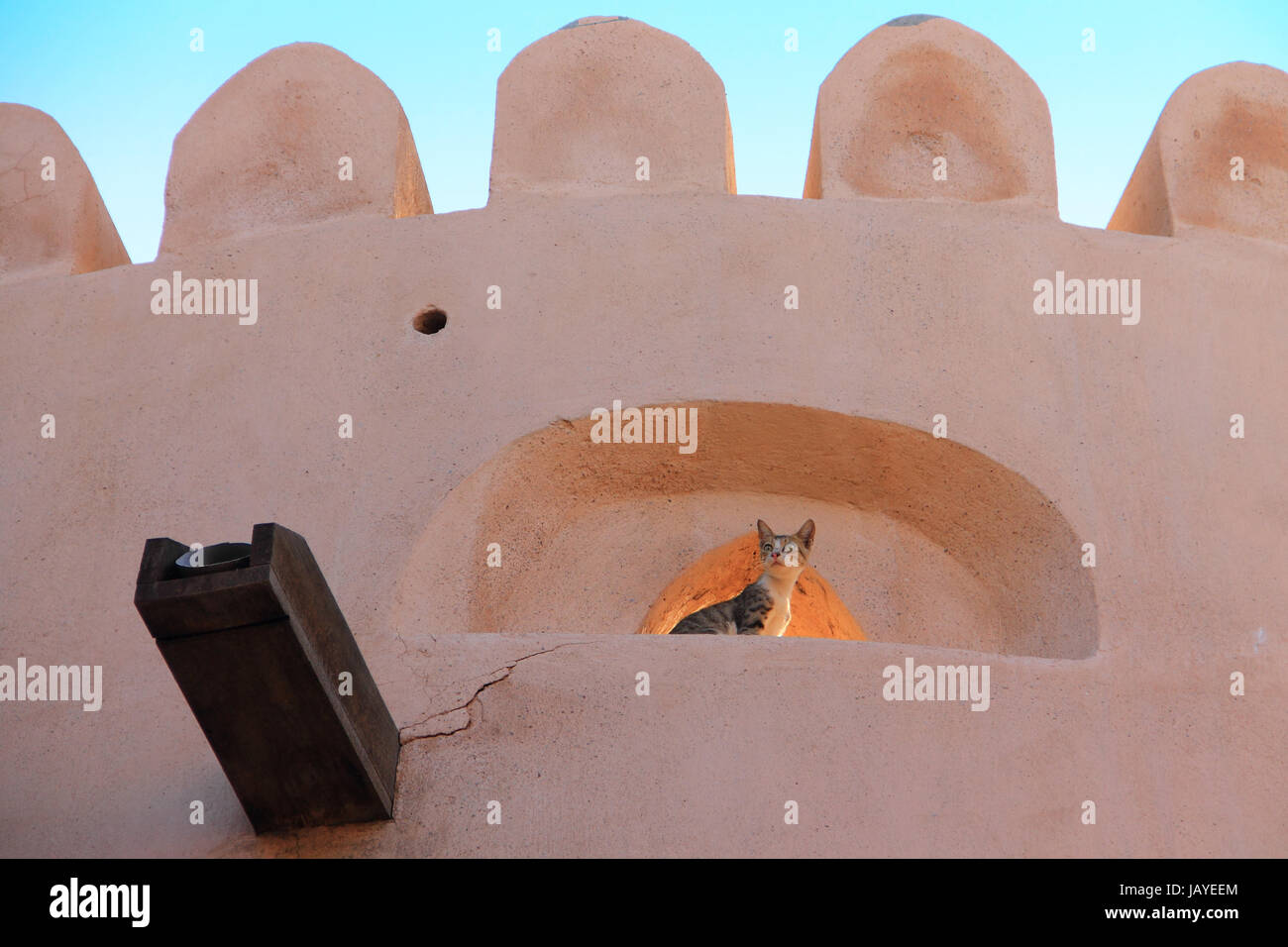 cat in muscat Stock Photo Alamy