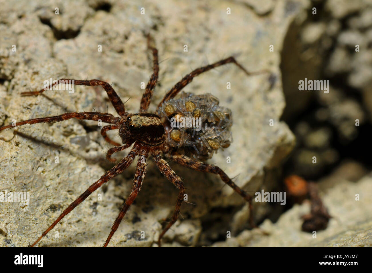 wolf spider with young spiders on the back Stock Photo Alamy
