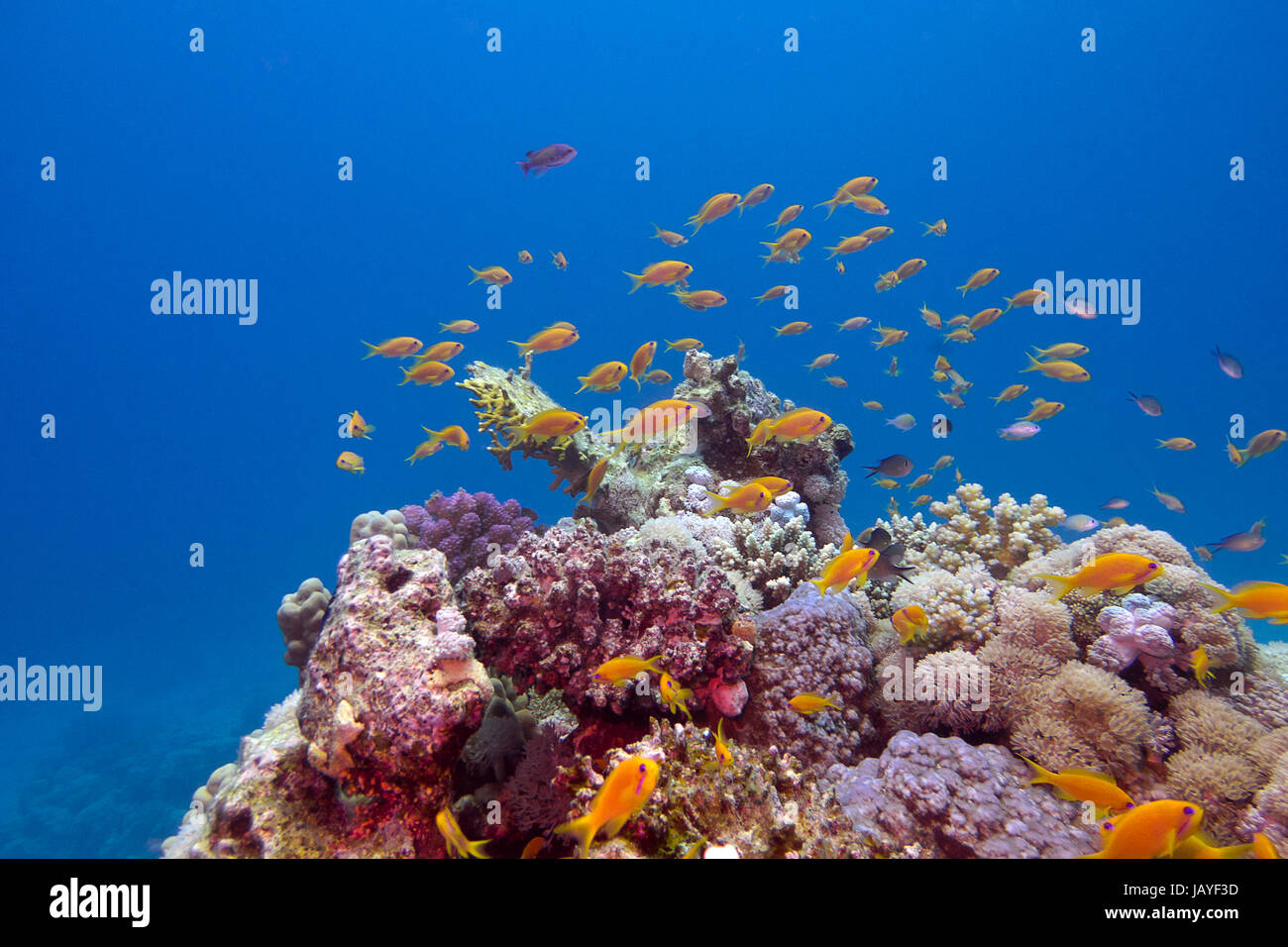 colorful coral reef with exotic fishes anthias Stock Photo