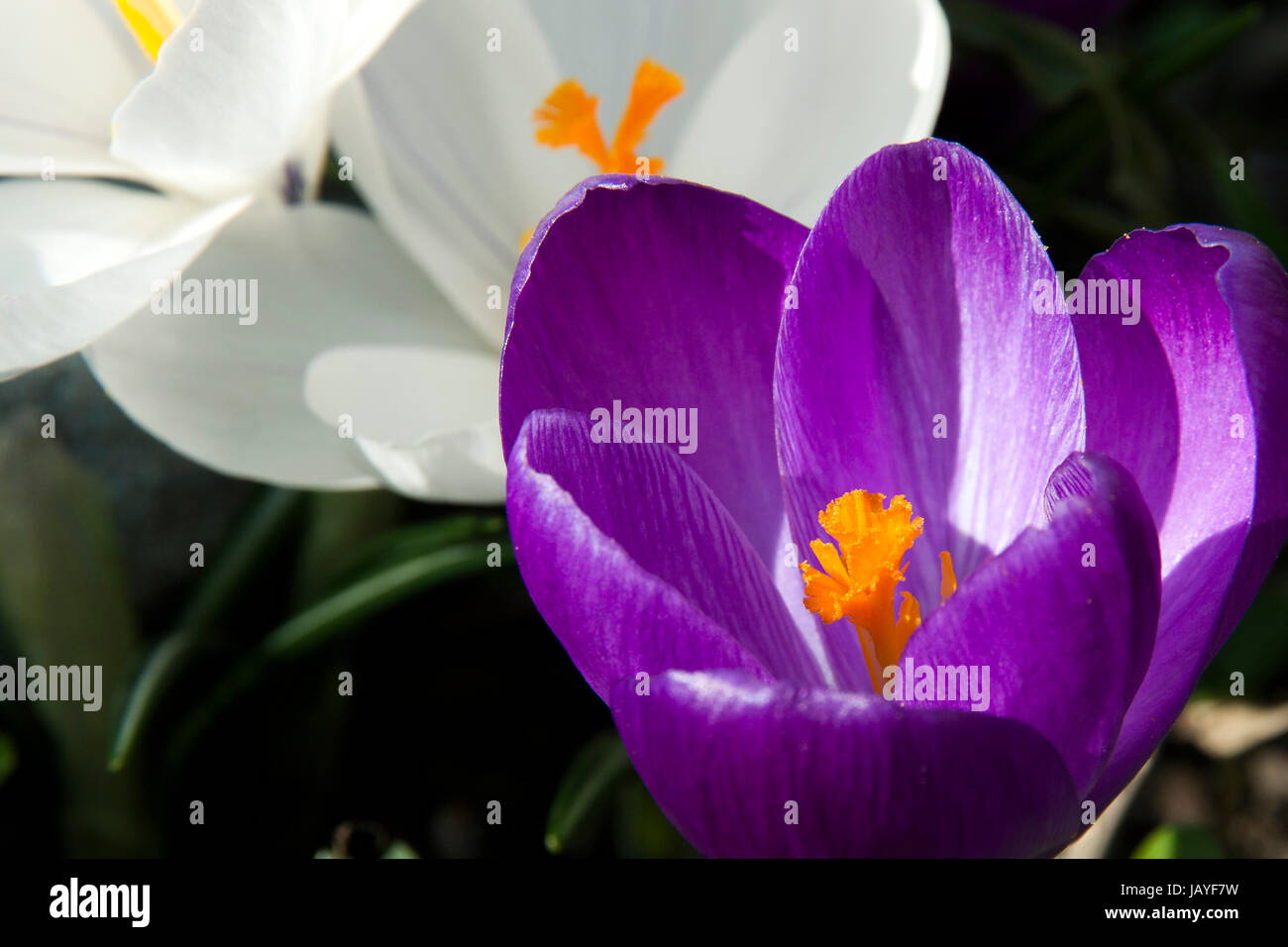 Krokusse im Garten Stock Photo Alamy