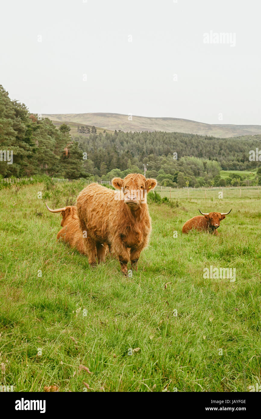 Scottish highland cattle in meadow Stock Photo - Alamy