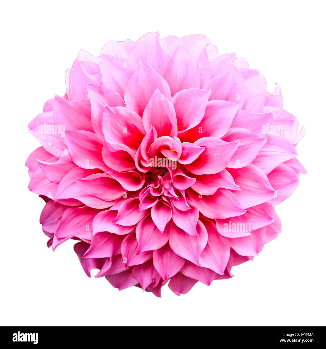 Dahlia flower isolated on white background Stock Photo - Alamy