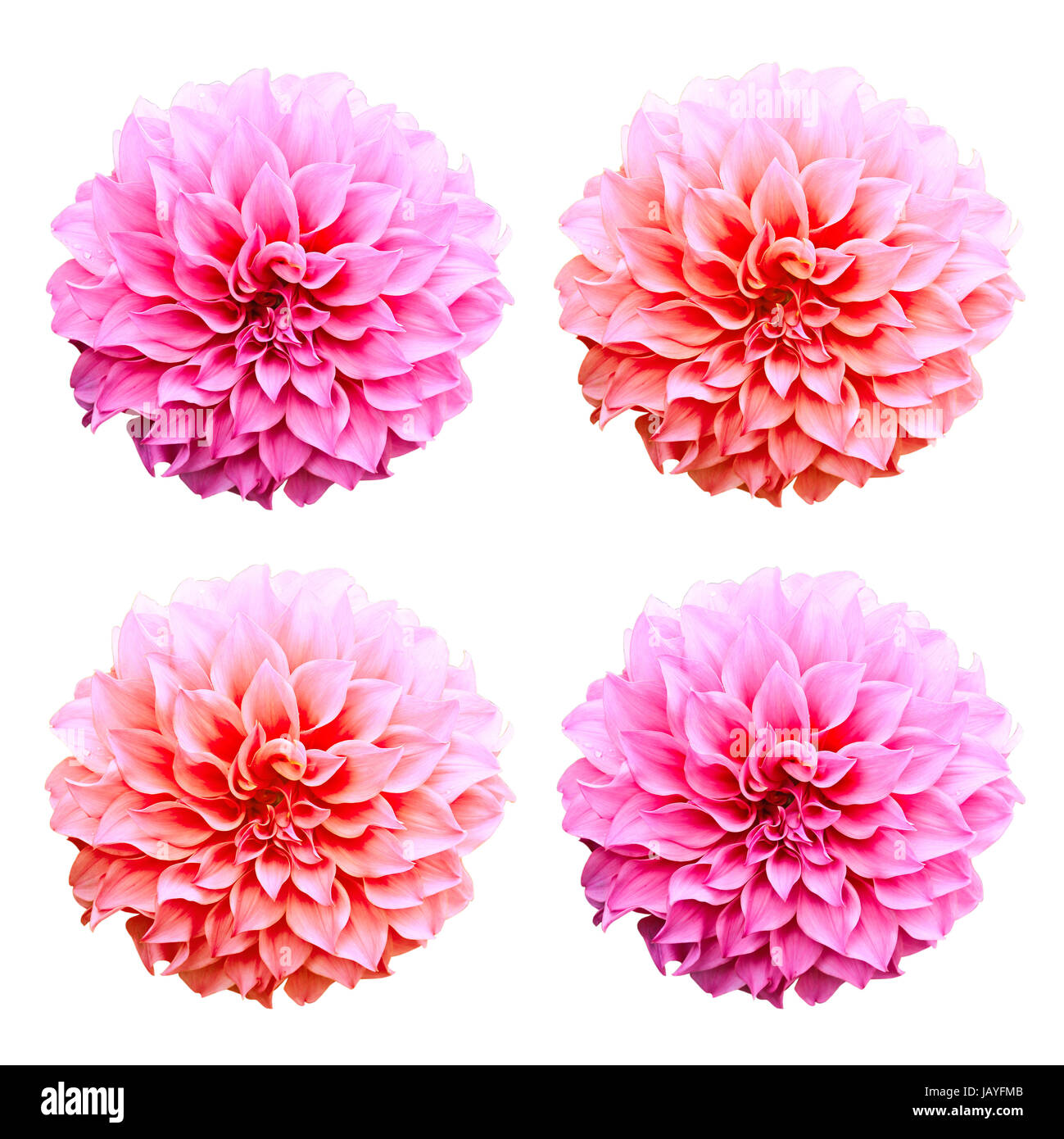 Dahlia flower isolated on white background Stock Photo - Alamy