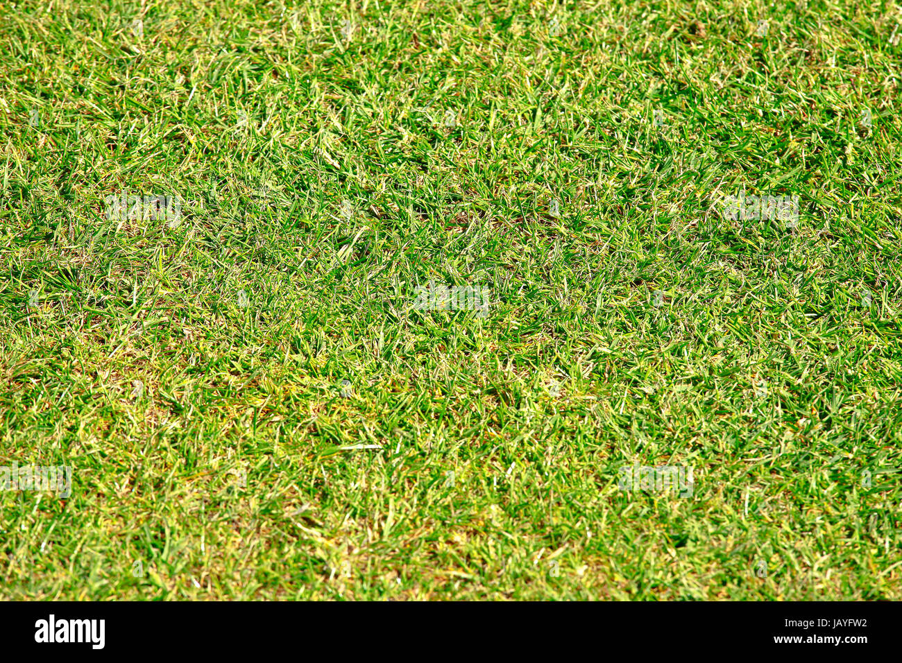 Golf green grass texture close up hi-res stock photography and images ...