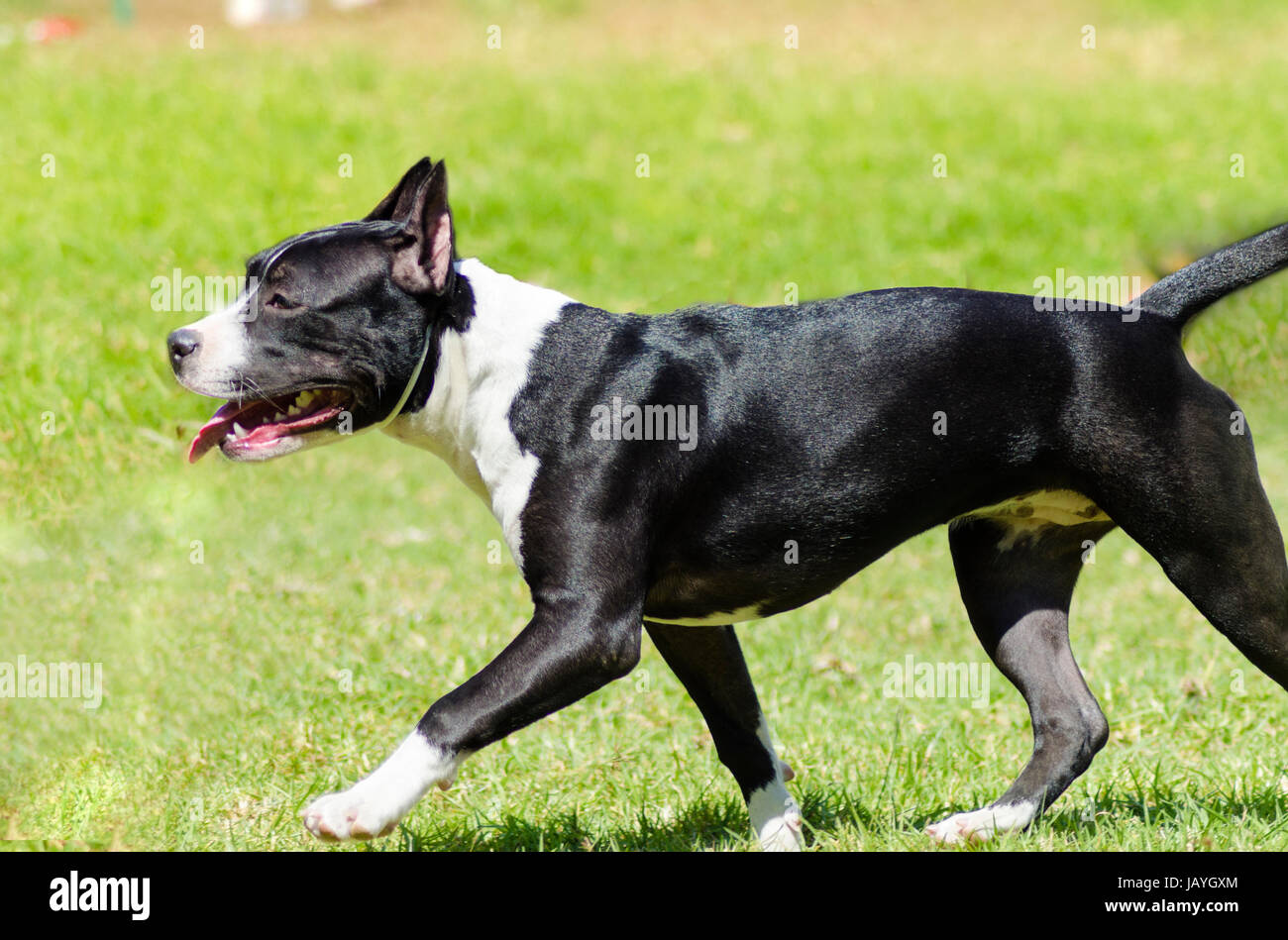 A small, young, beautiful, black and white American Staffordshire Terrier walking on the grass looking playful and cheerful. Its ears are cropped. Stock Photo