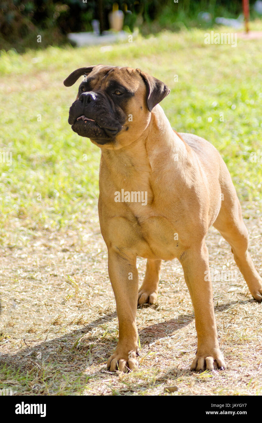 A young, beautiful red fawn, medium sized Bullmastiff dog standing on the grass. The Bullmastiff is a powerfully built animal with great intelligence and a willingness to please. Stock Photo
