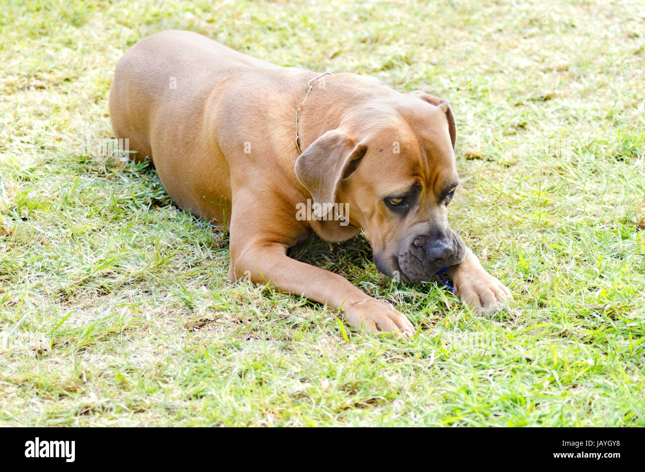 A young, beautiful gray medium sized Cane Corso dog with uncropped ears sitting on the grass. The Italian Mastiff is a powerfully built animal with great intelligence and a willingness to please. Stock Photo