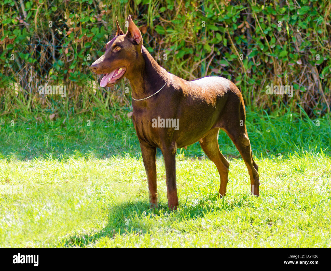 A young, beautiful, brown Doberman Pinscher standing on the lawn while sticking its tongue out and looking happy and playful. This Dobermann has its ears cropped and tail docked. Stock Photo