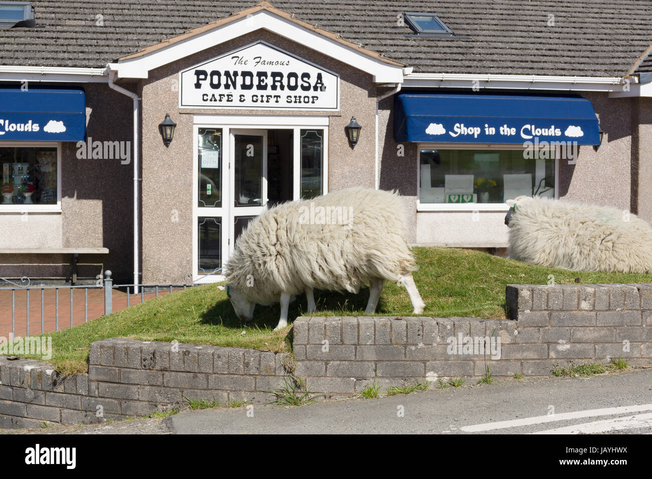 Sheep grazing outside the Ponderosa Cafe and gift shop on Horseshoe Pass in Llantysilio above Llangollen Stock Photo