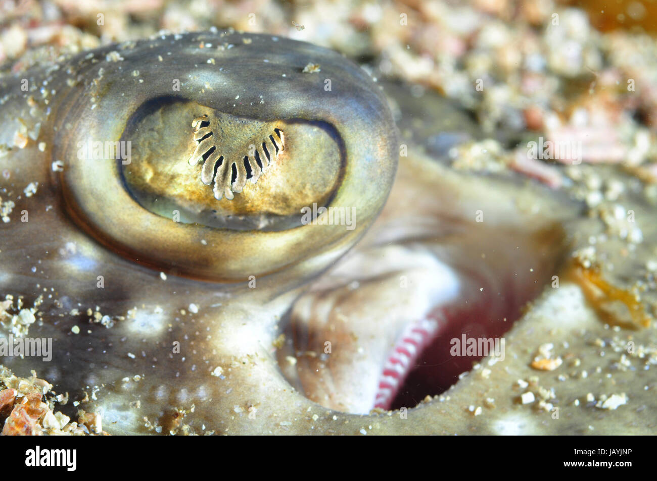 Close-up of a skate eye and spiracle Stock Photo