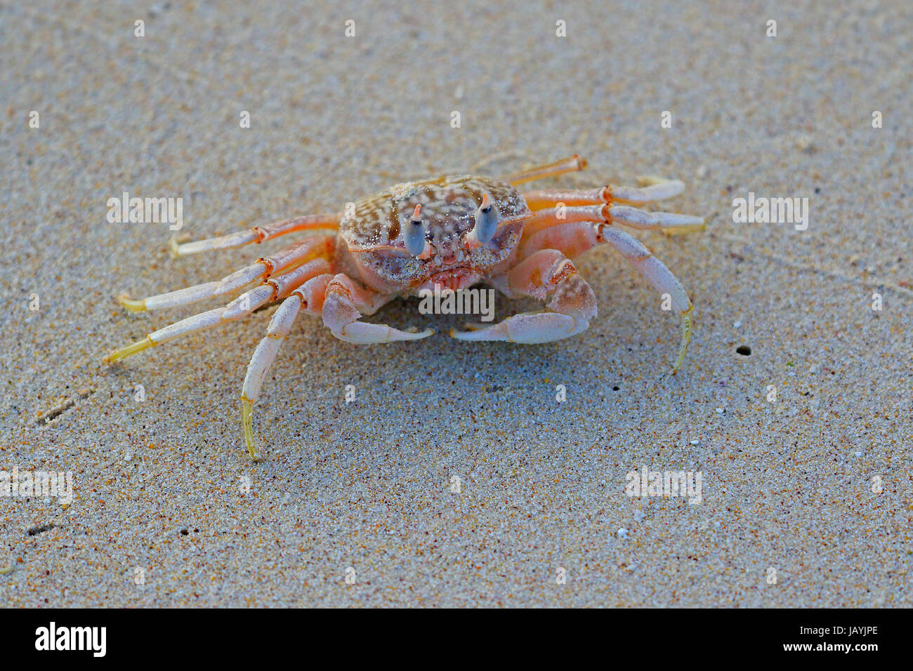 Ghost Crab on the beach of Santa Cruz in the Galapagos Islands Stock Photo