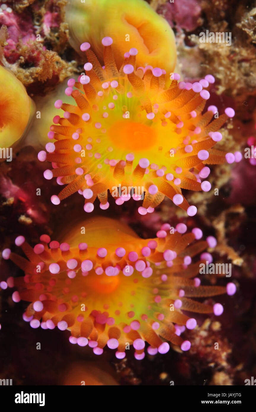 Two beautiful jewel anemones showing colorful tentacles Stock Photo