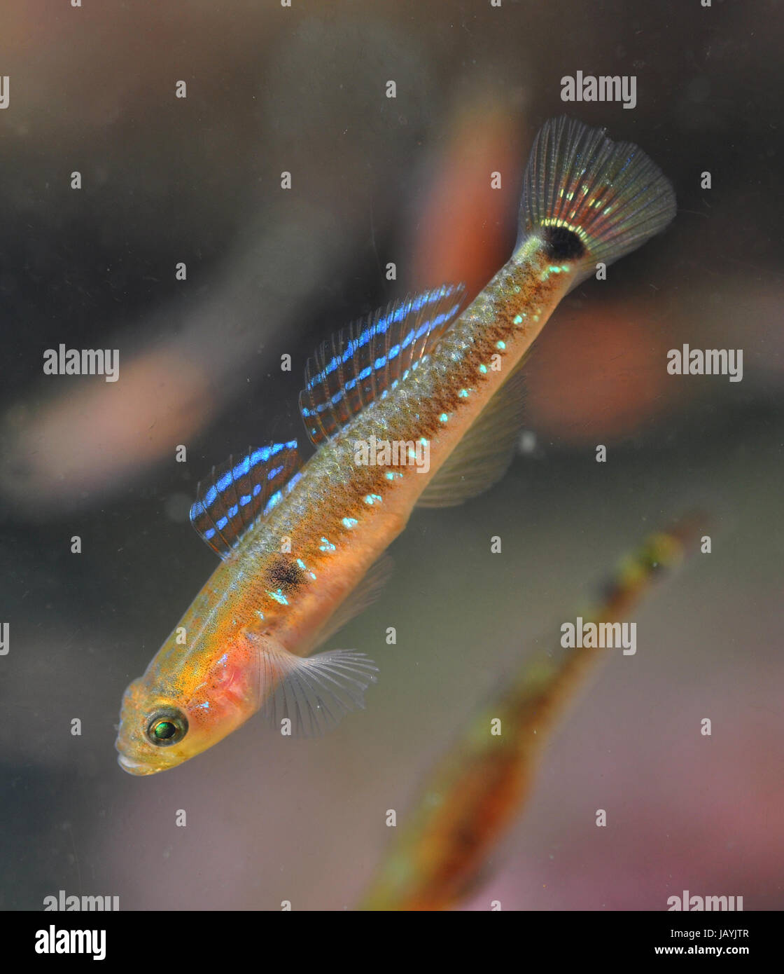 Small planktonic fish swimming in the water column Stock Photo