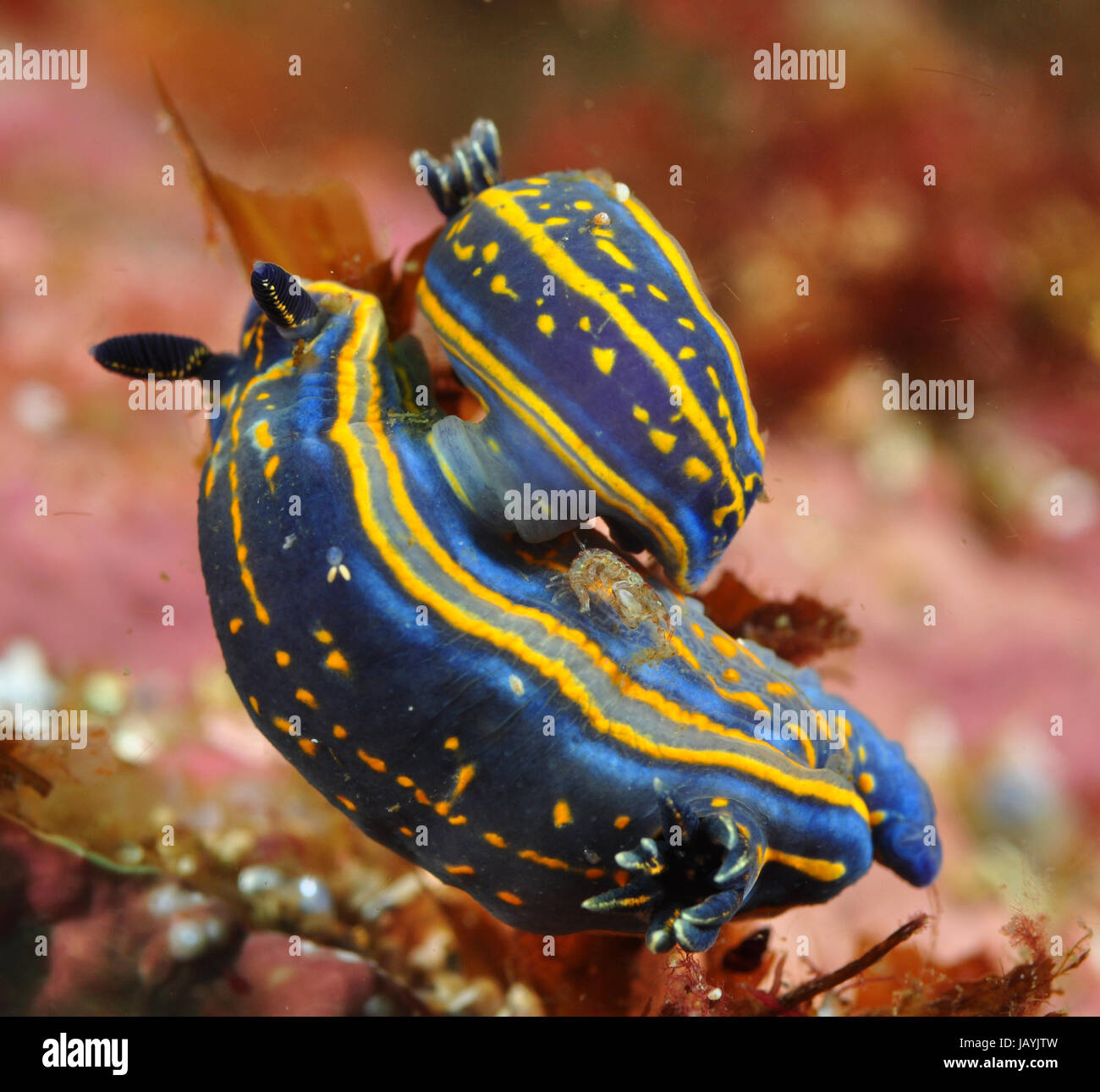 Two sea slugs (Hypselodoris cantabrica) mating in the Atlantic Stock Photo