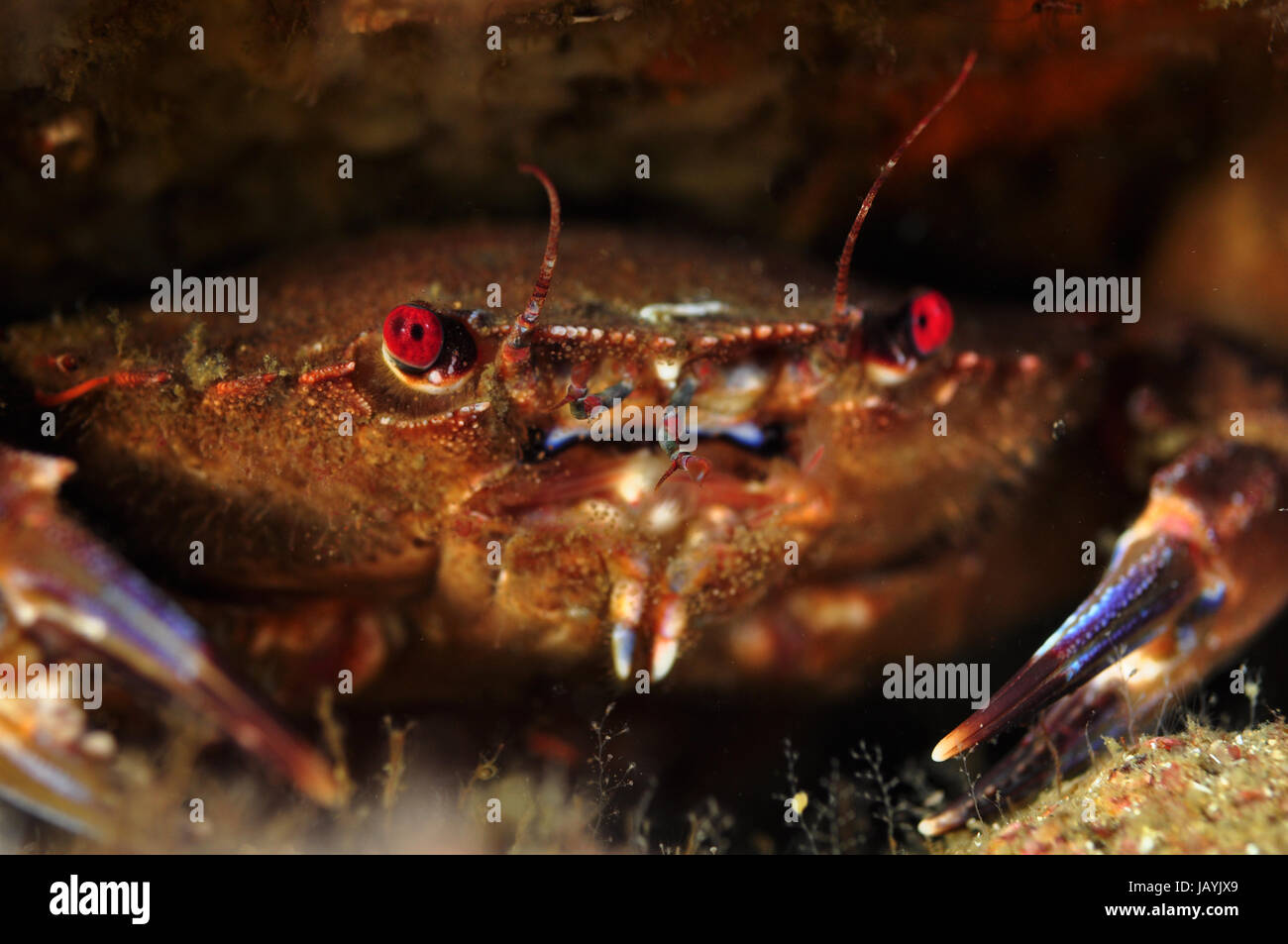 Velvet crab, Necora puber, protected inside a crevice Stock Photo