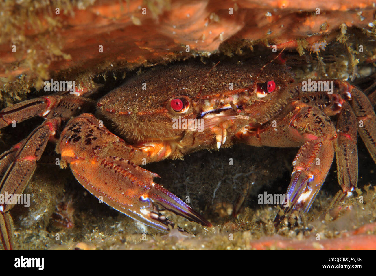 Velvet crab, Necora puber, protected inside a crevice Stock Photo