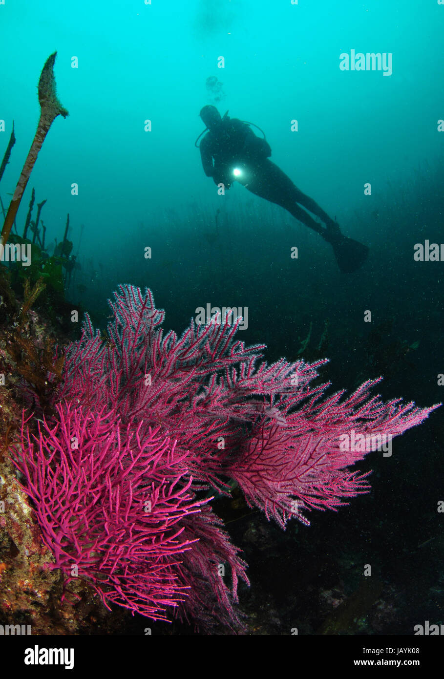 Divers and sea fans in the Atlantic Stock Photo