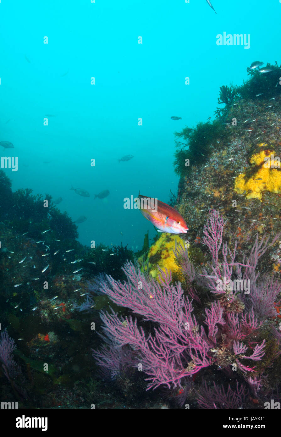 Underwater scene in the Altantic with soft corals and fish Stock Photo