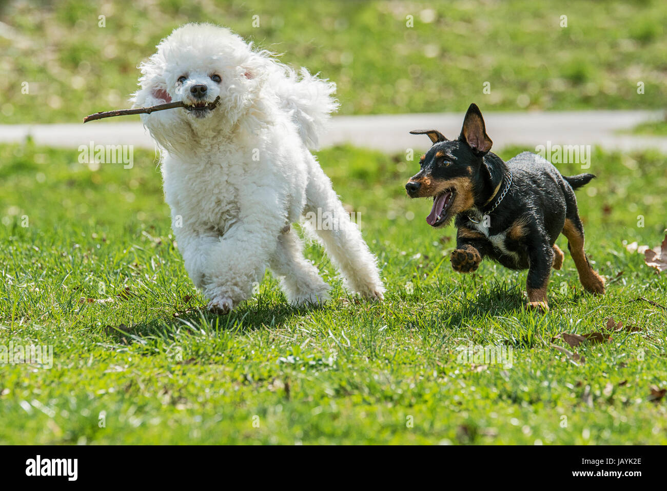 Beautiful two dogs in the park Stock Photo - Alamy