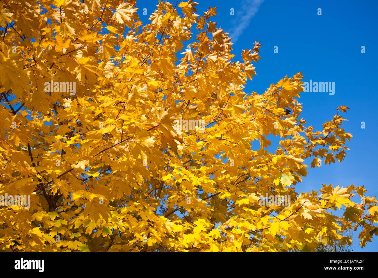 Beautiful photo of autumn golden yellow maple leaves Stock Photo - Alamy