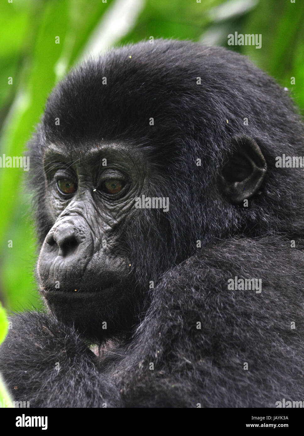 Mountain gorilla portrait in Uganda Stock Photo