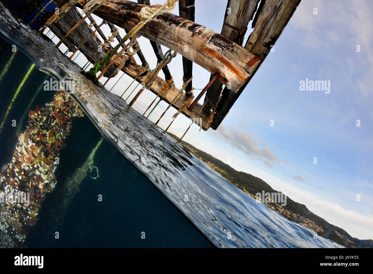 Mussel raft in Galician waters showing how the ropes are attached to the raft and hang into the water Stock Photo