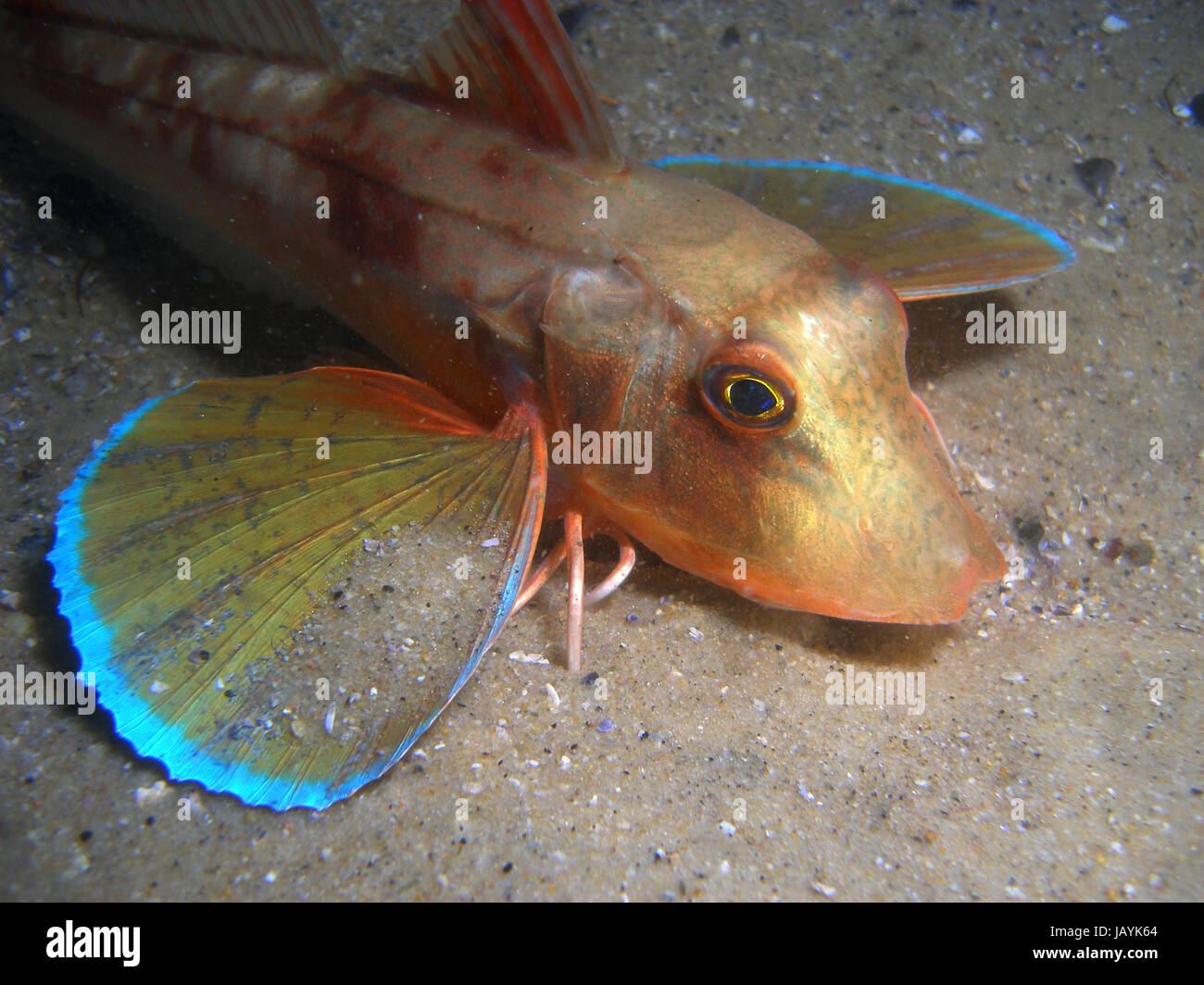 Small gurnard with colorful fins resting in the bottom Stock Photo