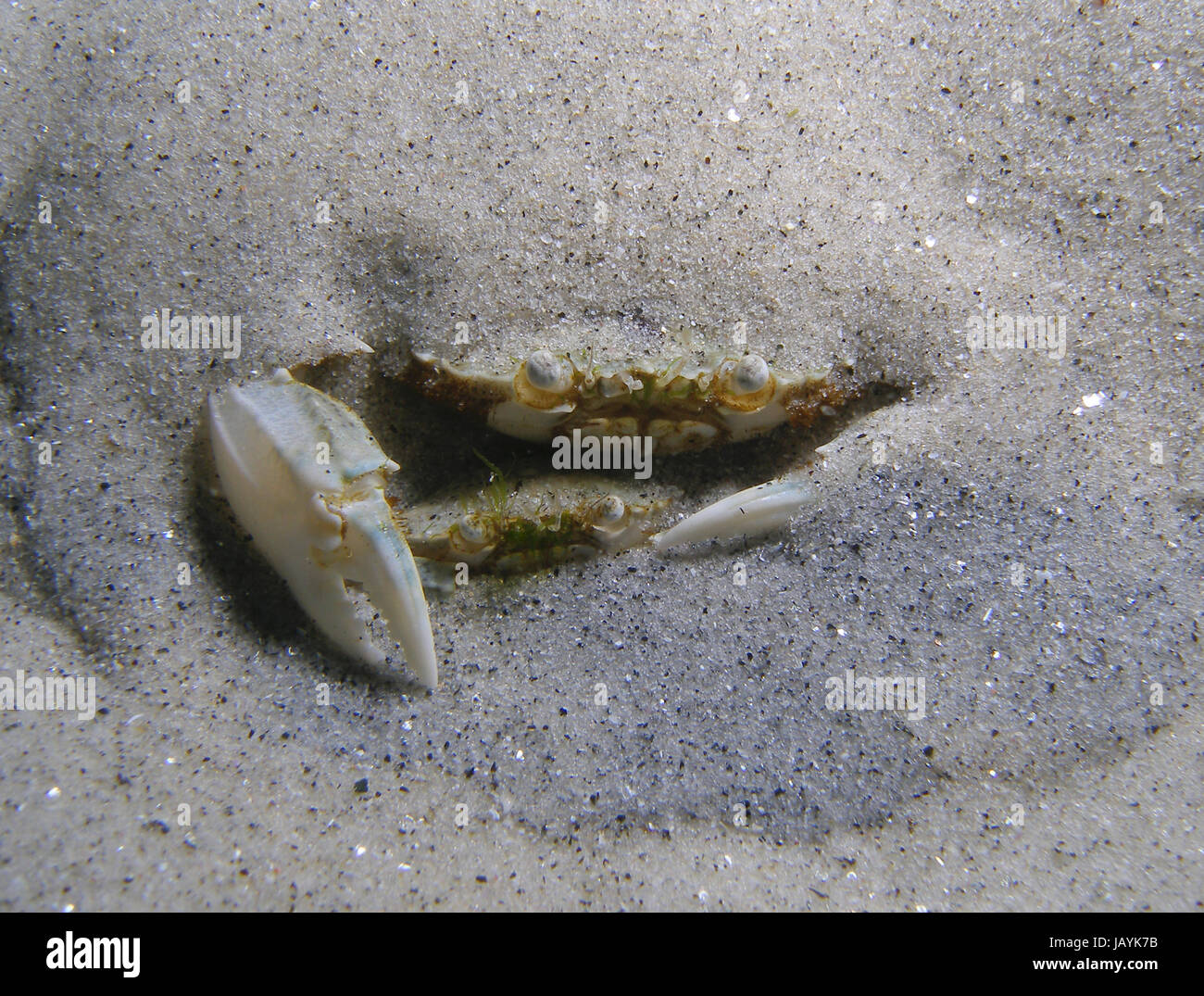 Couple of crabs hidden inside the sand Stock Photo