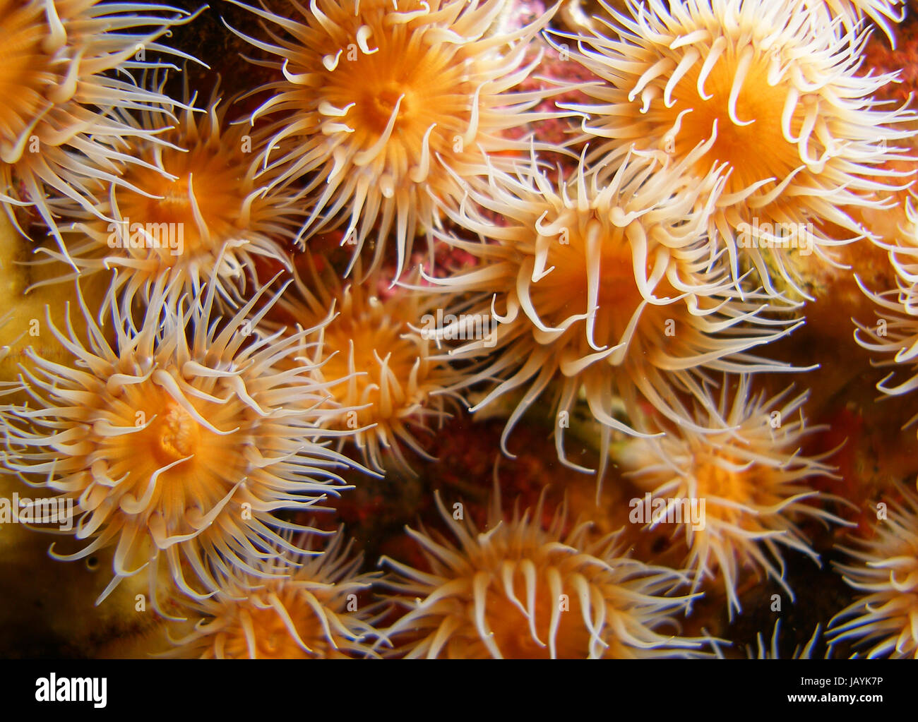 OLYMPUS DIGITAL CAMERA Stock Photo