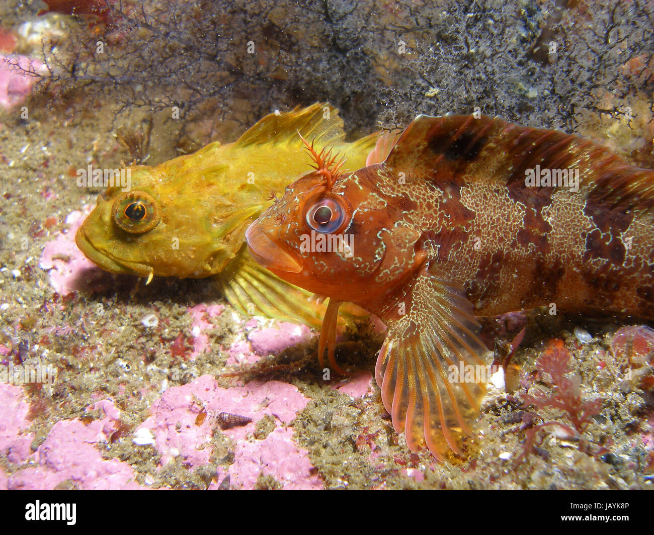 Couple of small fish resting in the sea bottom Stock Photo