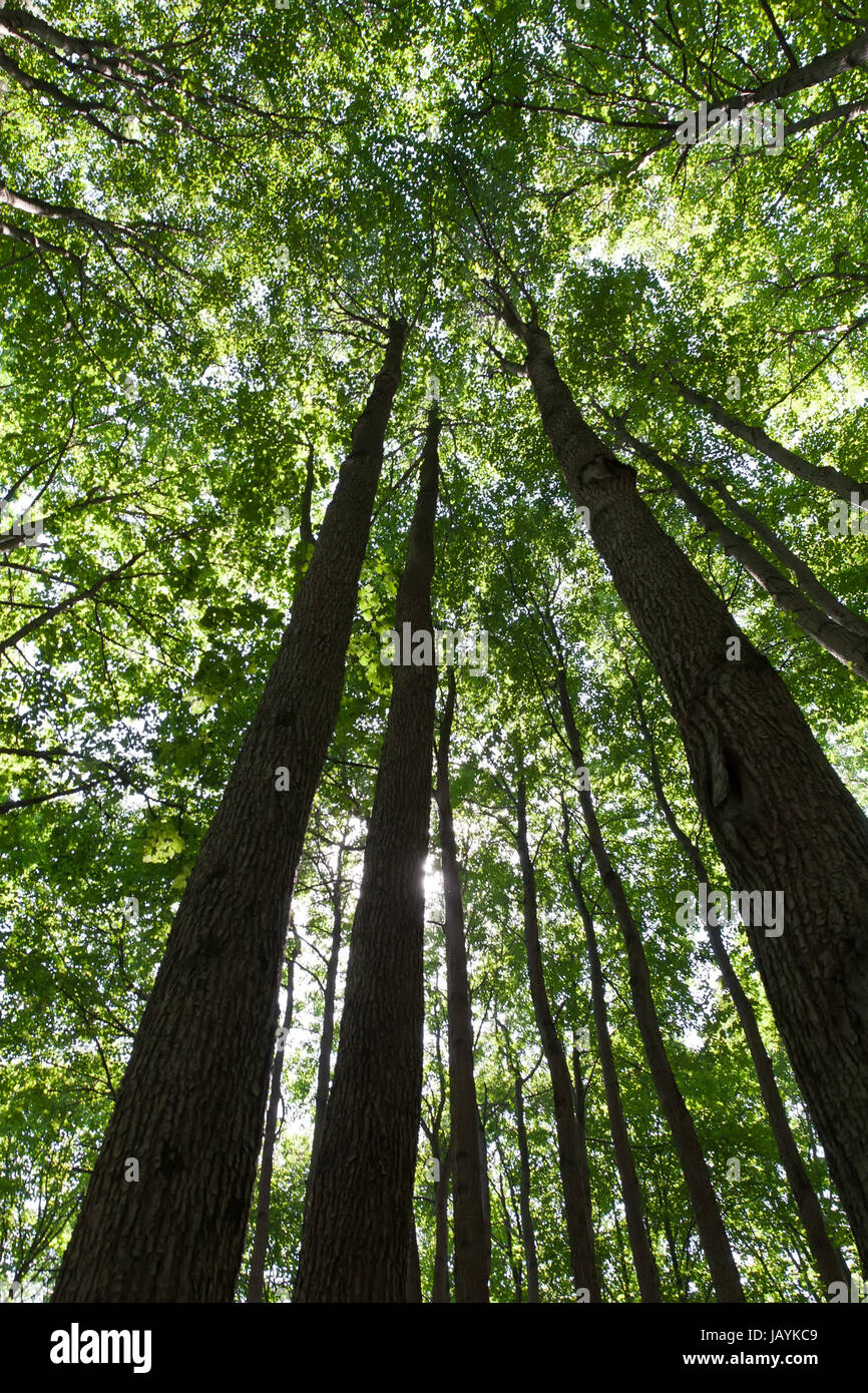 Beautiful photo of green forest on sunny day Stock Photo - Alamy