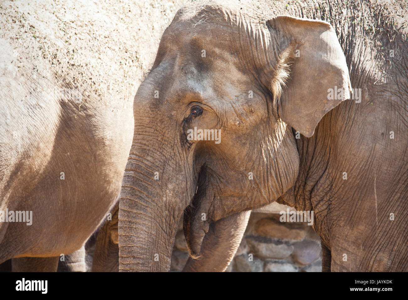 Beautiful photo of huge gray elephant walking in zoo Stock Photo - Alamy